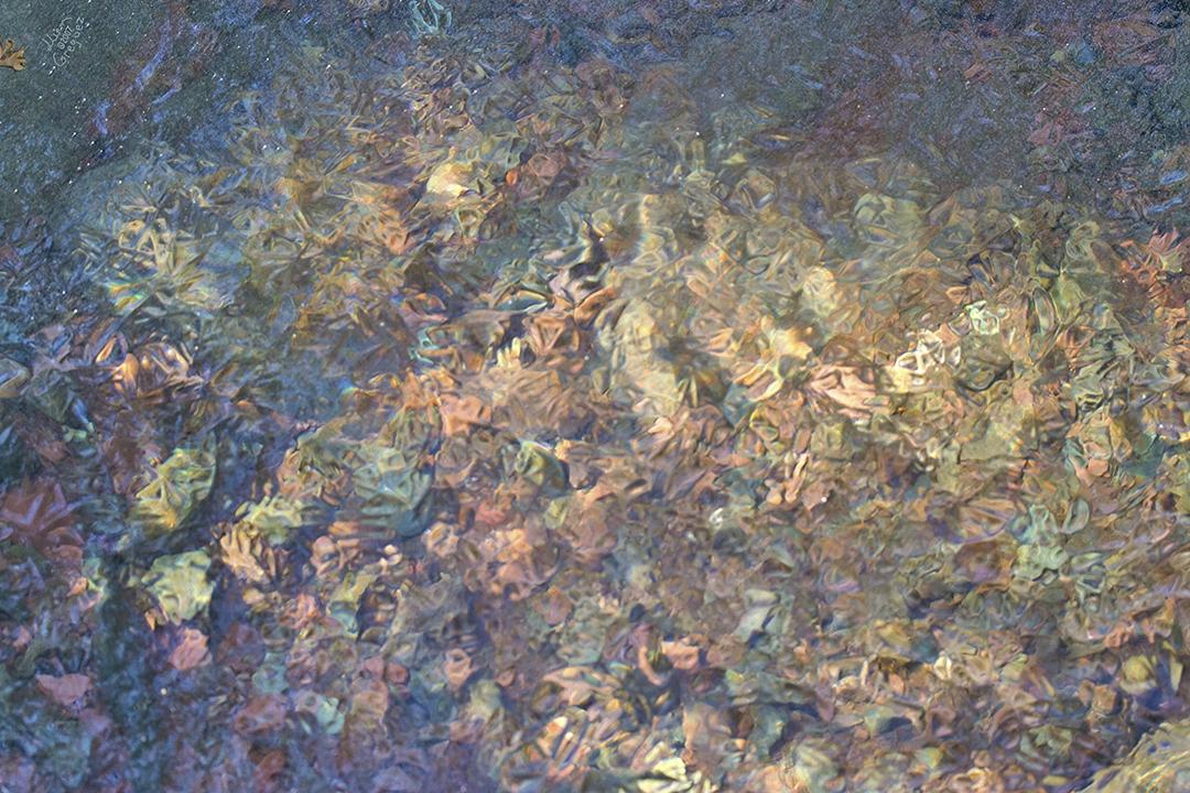 Catskill mountain winter Ice macro photograph by Lliam Greguez 2007