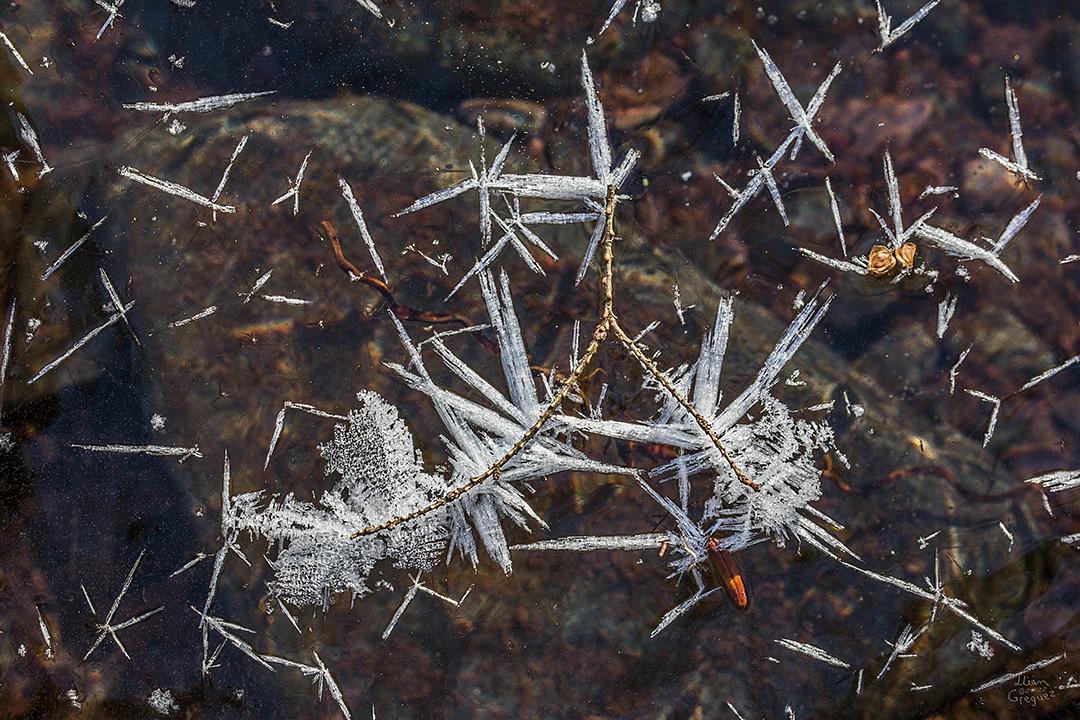 LliamGreguez Catskills iceformation ice iceart FrozenWater winter nature Stream naturephotography earthoutdoors roamtheplanet swivelable AgoraGallery Artist Macro Photography @str12ng