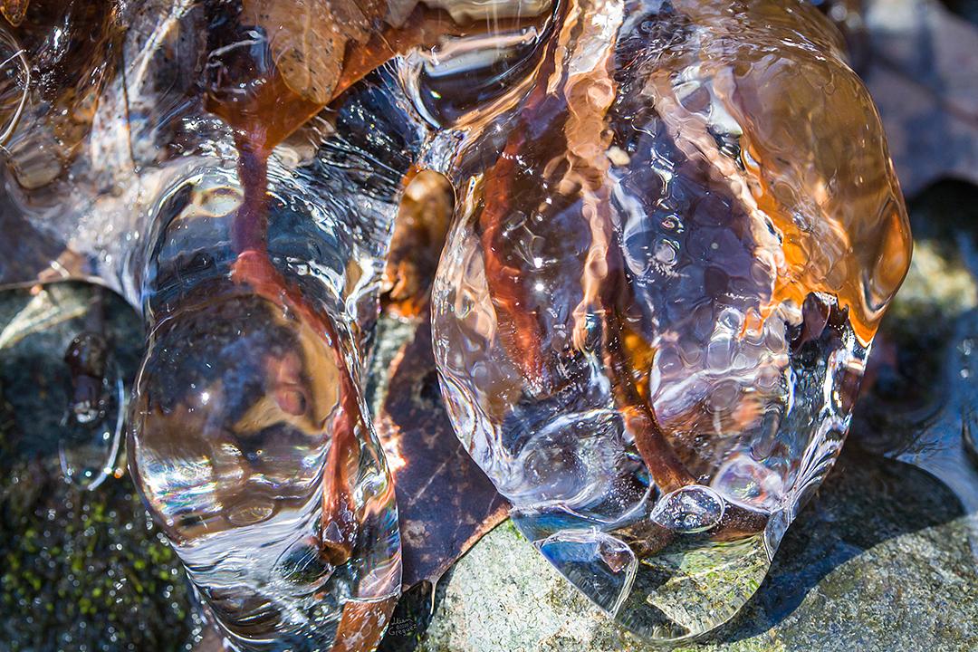 Catskill mountain winter Ice macro photograph by Lliam Greguez 2009 