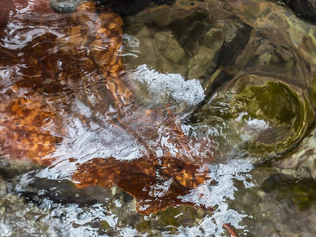 LliamGreguez Catskills iceformation ice iceart FrozenWater winter nature Stream naturephotography earthoutdoors roamtheplanet swivelable AgoraGallery Artist Macro Photography str12ng
