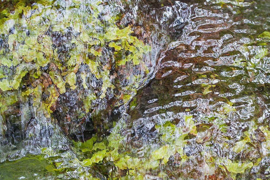 Catskill mountain winter Ice macro photograph by Lliam Greguez 2010