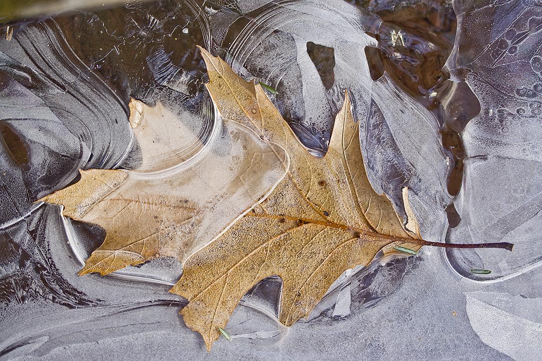 Catskill mountain winter Ice macro photograph by Lliam Greguez 2008