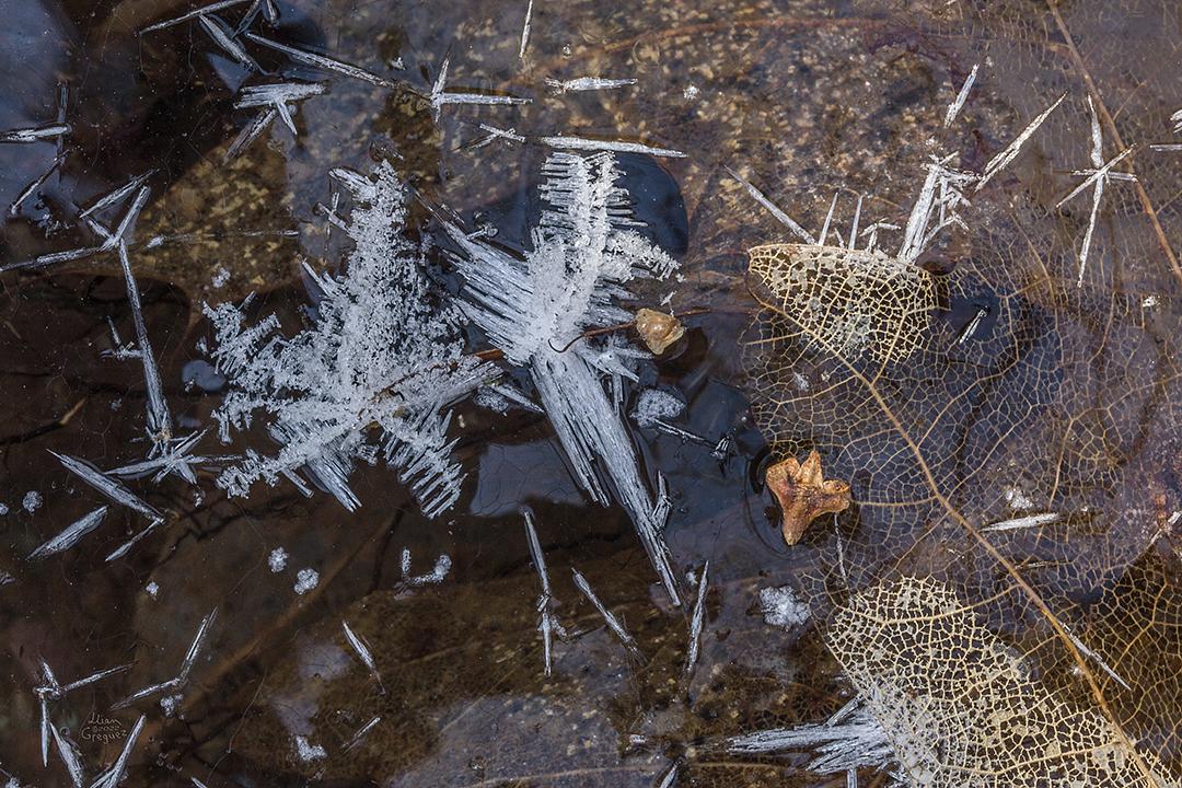 LliamGreguez Catskills iceformation ice iceart FrozenWater winter nature Stream naturephotography earthoutdoors roamtheplanet swivelable AgoraGallery Artist Macro Photography @str12ng