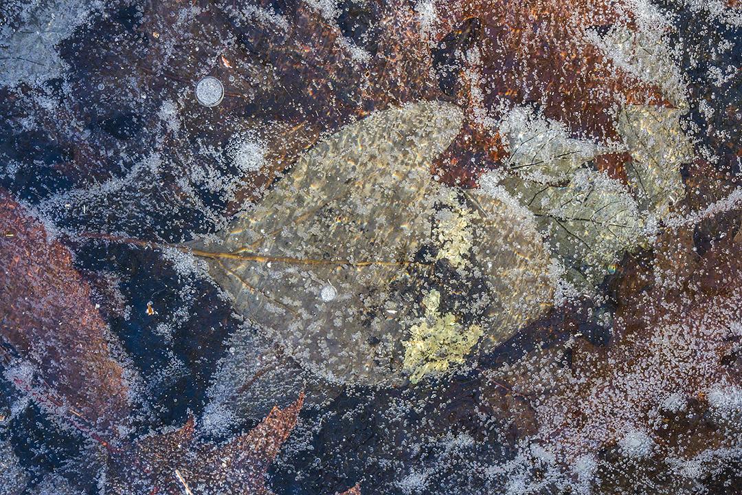 LliamGreguez Catskills iceformation ice iceart FrozenWater winter nature Stream naturephotography earthoutdoors roamtheplanet swivelable AgoraGallery Artist Macro Photography str12ng