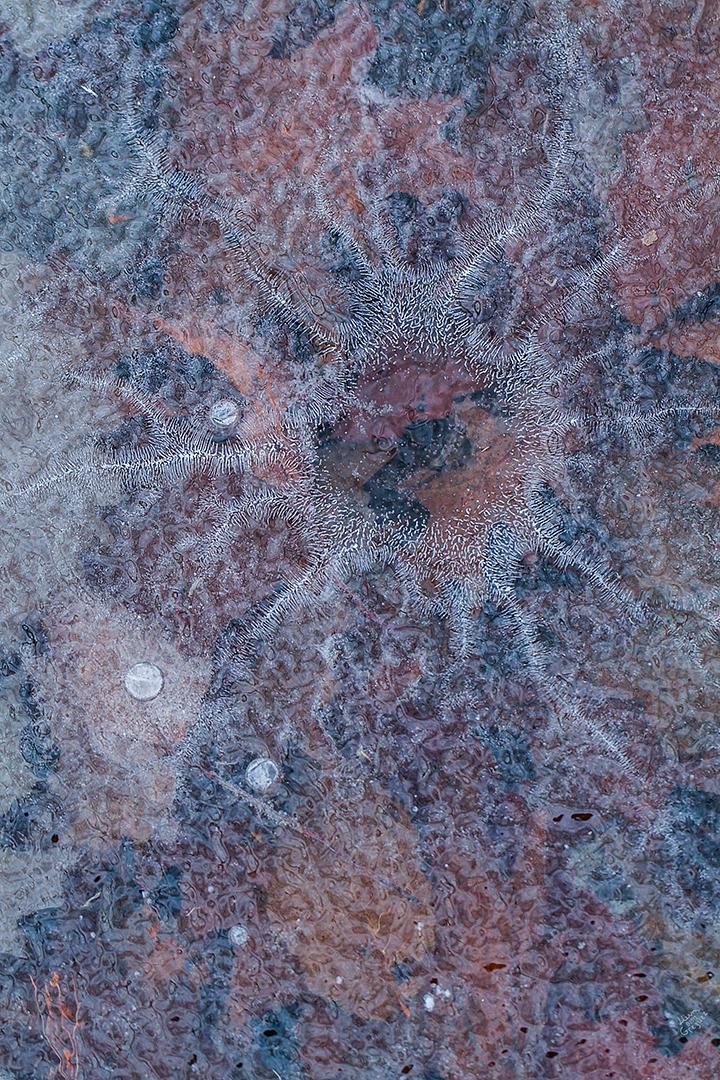 2012 Ice Catskill Mountain Winter Macro Photo