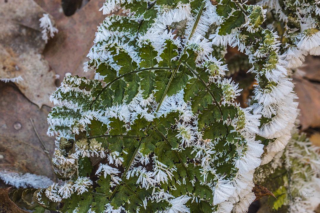 LliamGreguez Catskills iceformation ice iceart FrozenWater winter nature Stream naturephotography earthoutdoors roamtheplanet swivelable AgoraGallery Artist Macro Photography str12ng