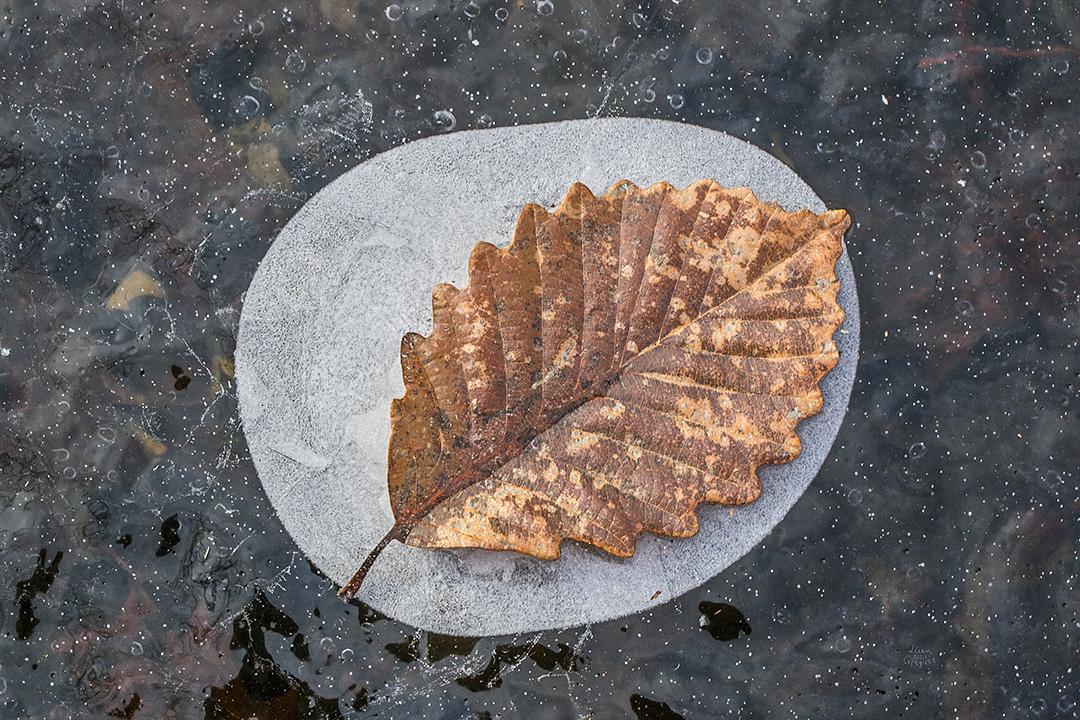 LliamGreguez Catskills iceformation ice iceart FrozenWater winter nature Stream naturephotography earthoutdoors roamtheplanet swivelable AgoraGallery Artist Macro Photography str12ng