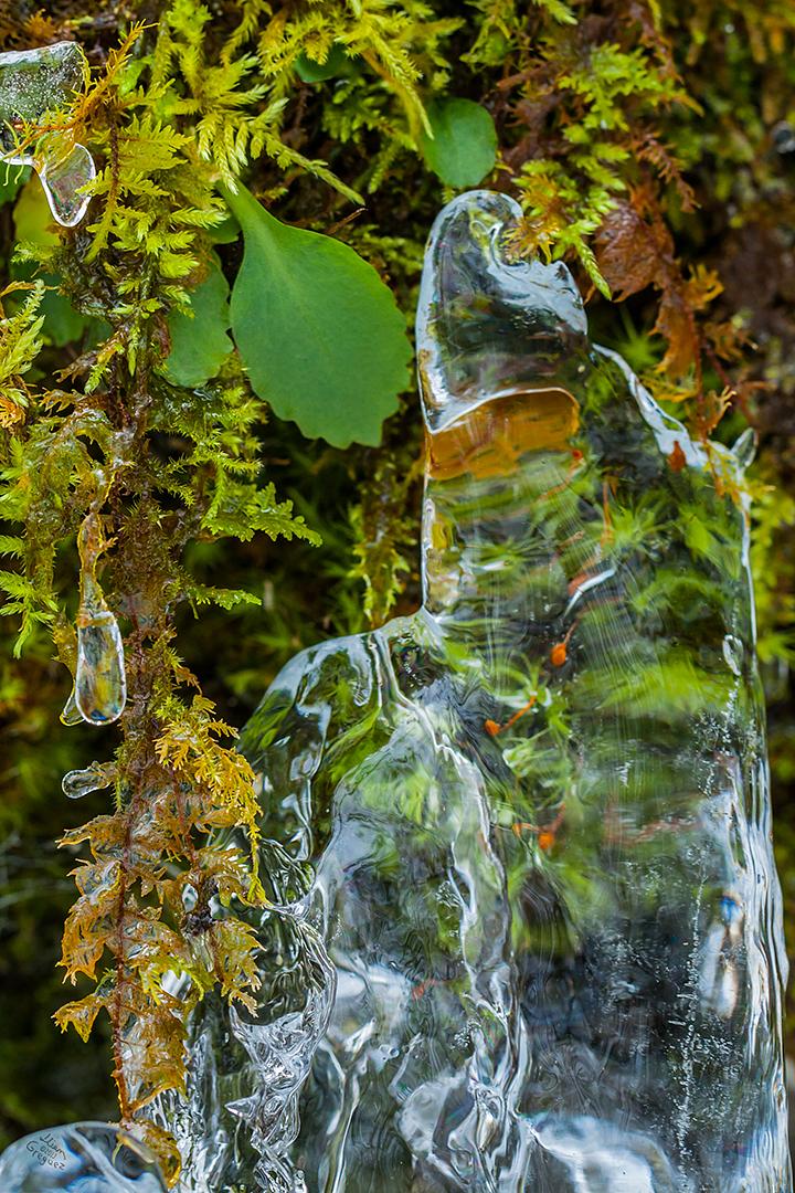 2013 Ice Catskill Mountain Winter Macro Photo